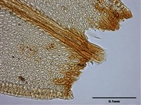 Abietinella abietina (Hedw.) Fleisch. Collection Image, Figure 8, Total 9 Figures